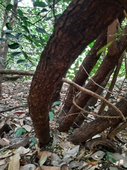 Rhus mysorensis