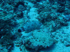 Cheilinus trilobatus