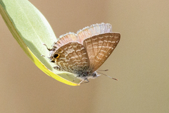 Theclinesthes miskini