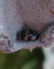 Ischyrus quadripunctatus