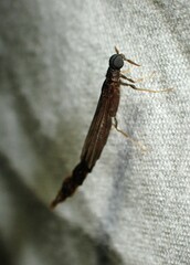 Lymexylidae