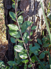 Ilex coriacea