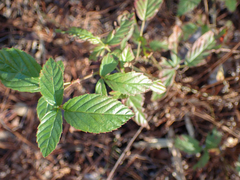 Rubus cuneifolius