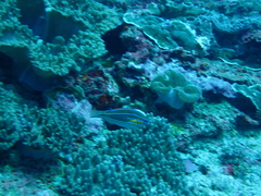 Stethojulis trilineata