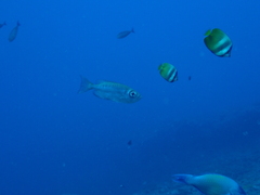 Priacanthus hamrur