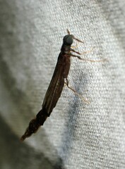 Lymexylidae