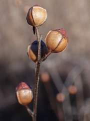 Ludwigia alternifolia