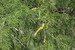 Prosopis pallida