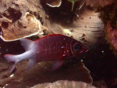 Sargocentron caudimaculatum