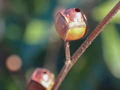 Ludwigia alternifolia