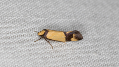 Olbonoma triptycha