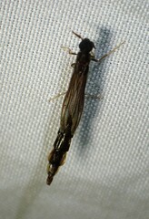Lymexylidae