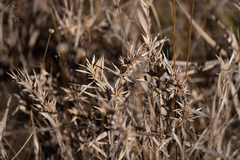 Dichanthelium scabriusculum