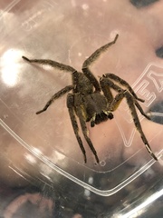 Phoneutria boliviensis