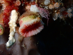 Tubastraea