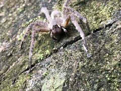 Phoneutria boliviensis