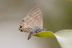 Theclinesthes miskini