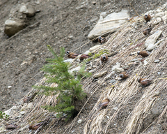 Leucosticte tephrocotis