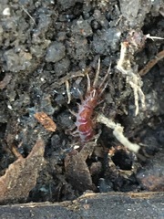 Lithobiomorpha