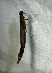 Lymexylidae