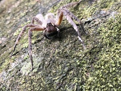 Phoneutria boliviensis