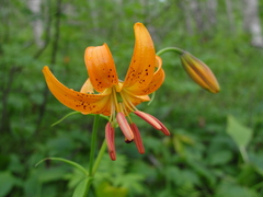 Lilium debile