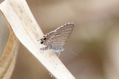 Theclinesthes onycha