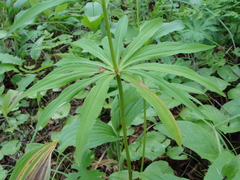Lilium debile
