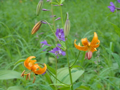 Lilium debile