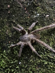 Phoneutria boliviensis
