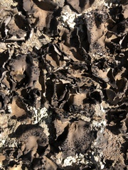 Umbilicaria