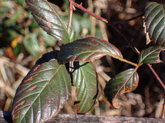 Rubus cuneifolius