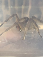 Phoneutria boliviensis