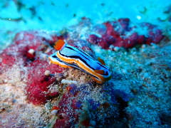 Chromodoris annae