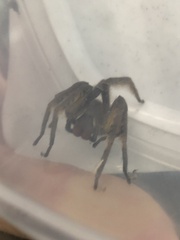 Phoneutria boliviensis