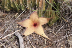 Stapelia gigantea