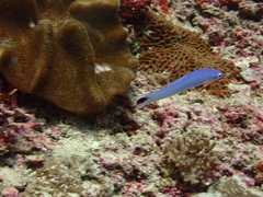 Ptereleotris heteroptera