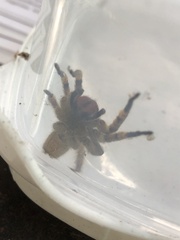 Phoneutria boliviensis