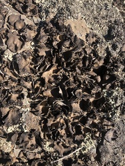 Umbilicaria