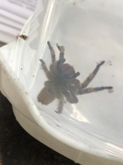 Phoneutria boliviensis