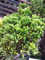 Juniperus coahuilensis