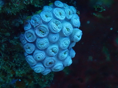 Tubastraea