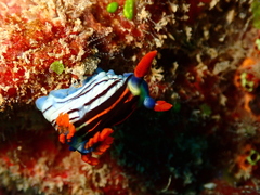 Nembrotha