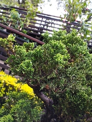 Juniperus coahuilensis
