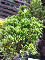 Juniperus coahuilensis