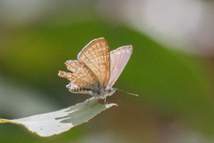 Theclinesthes miskini