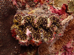 Tridacna maxima