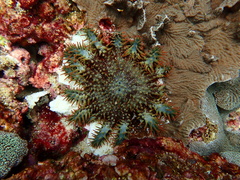 Acanthaster