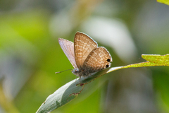 Theclinesthes onycha