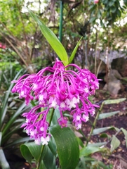 Epidendrum syringothyrsus